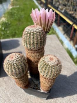 Echinocereus pectinatus